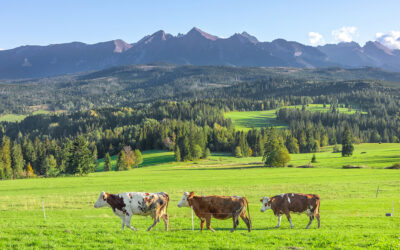 欧洲乳品的温柔底蕴|品质、传统与自然的深层表达