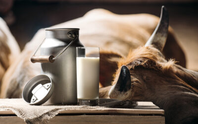 欧洲乳制品简史|一滴牛奶的旅程