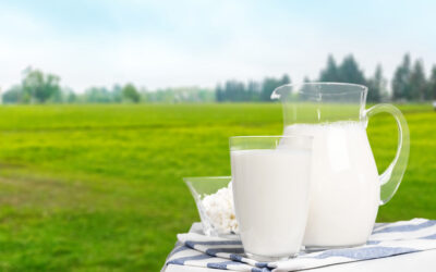 欧洲乳业|用一杯牛奶 滋养一个大陆